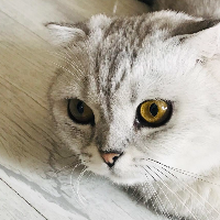 小蔡蔡【呆家🧡初级剪】